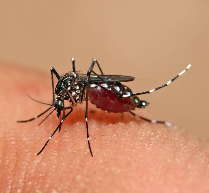 Teresina lidera lista de municípios piauiense com maior número de casos de dengue