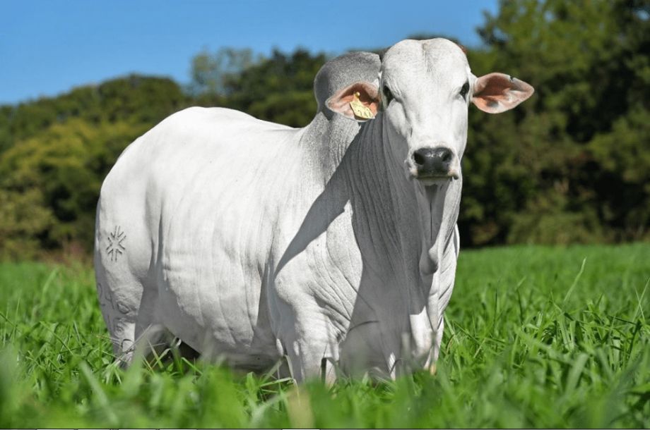 Presença de animais confinados impulsiona a expansão dos frigoríficos no mercado do boi gordo