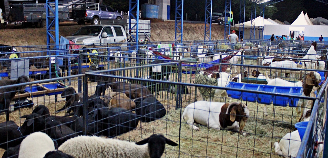 A Expocaboclos, uma das maiores feiras e exposições de caprinos e ovinos do Piauí.