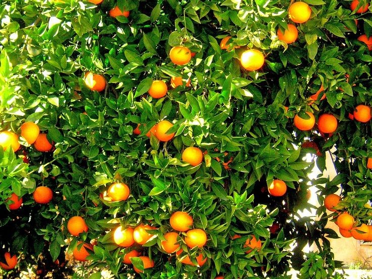 Pesquisa da EPAMIG foca na qualidade de citros