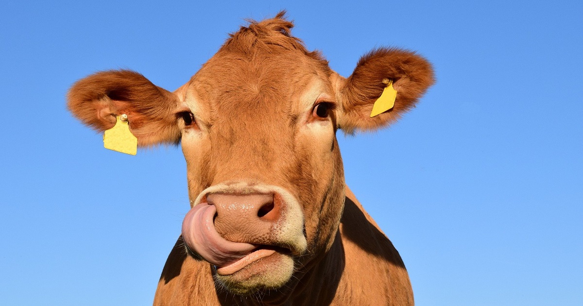 Frigol quebra recordes de abates de bovinos no terceiro trimestre, apesar do impacto da demanda chinesa