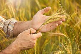Conab surpreende e bate recorde ao comercializar mais de 160 mil toneladas de trigo em leilão
