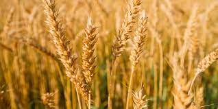 Leilão Conab arrecada 424 mil toneladas de trigo
