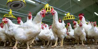 O poder da avicultura Brasileira caiu nesta sexta-feira