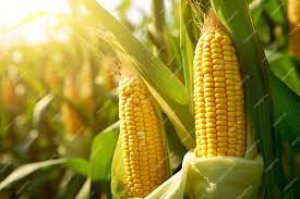 Argentina dá partida na safra de milho 2023/24: cerca de 10,366 milhões de hectares já plantados