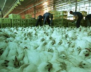 Croácia enfrenta gripe aviária que ataca granjas avícolas