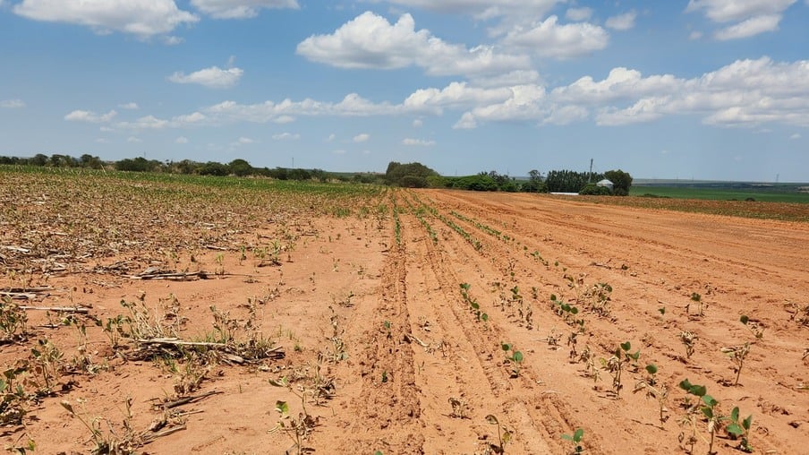 Clima adverso ameaça lavouras de soja em Mato Grosso