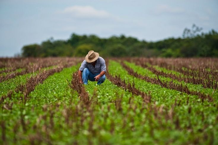 Ministério da Agricultura quer apoio financeiro para impulsionar setor