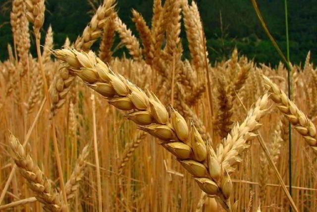 A colheita do trigo no Rio Grande do Sul está próxima da conclusão