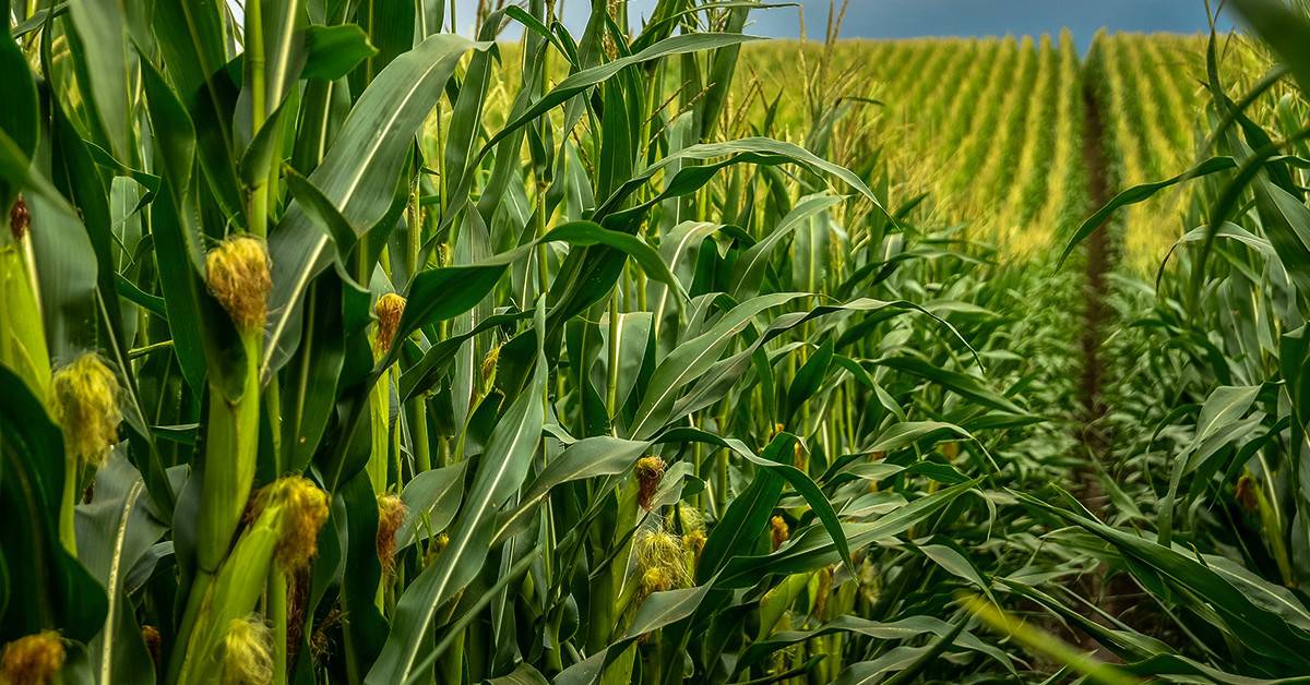 Preços do milho em alta impulsionados pelo mercado externo e condições climáticas