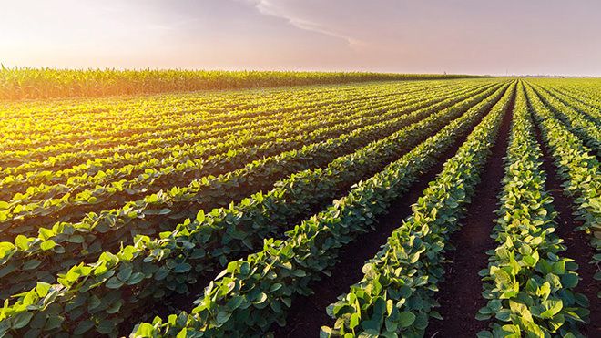 Agronegócio enfrenta desafios com altas temperaturas do clima