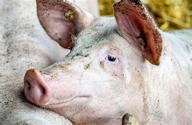 Vacinação contra peste suína e prorrogada até dia 31 em Alagoas