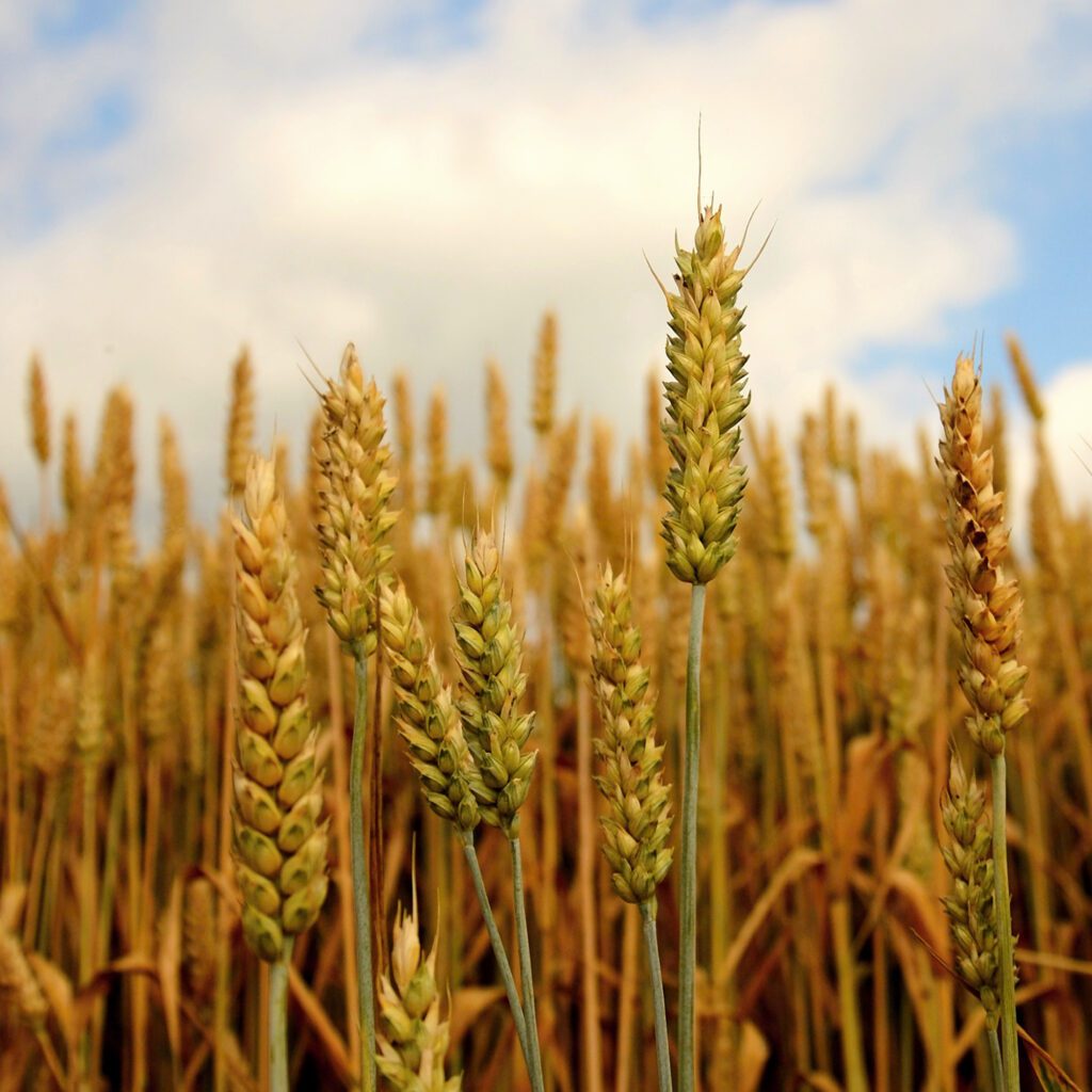 Produção de trigo atinge 32 milhões no Canadá