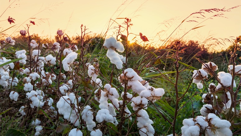 Brasil tem papel significativo no fornecimento global de algodão sustentável
