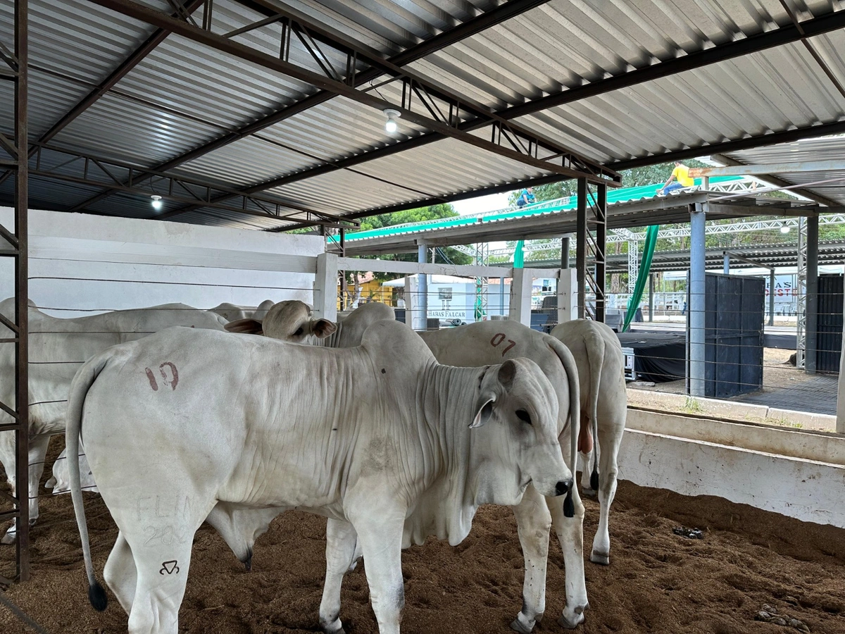 Fazenda e Haras Thasso Felipe e EL Agropecuária na Expoapi 2023