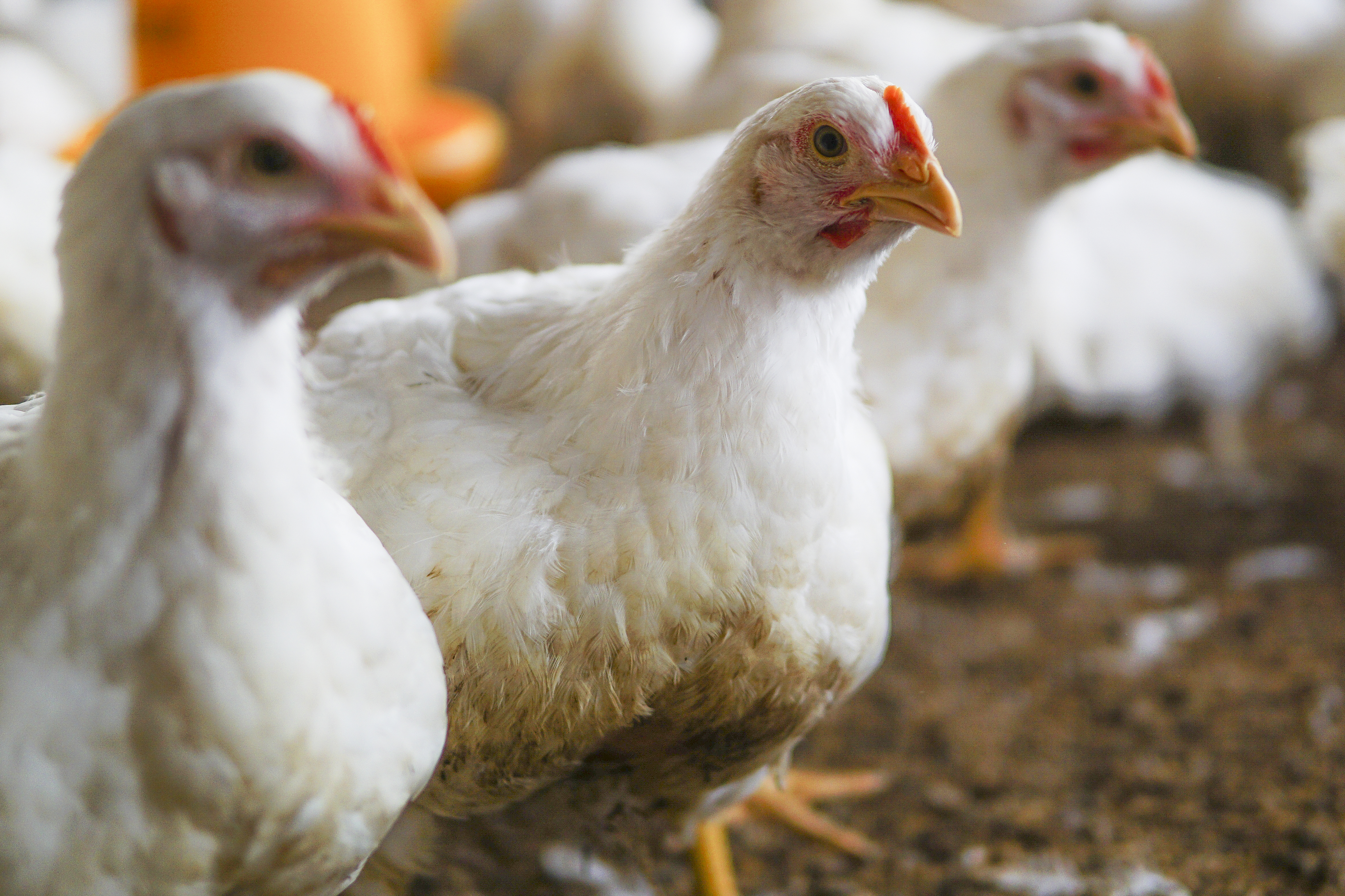 Custo de produção do frango vivo cai em janeiro
