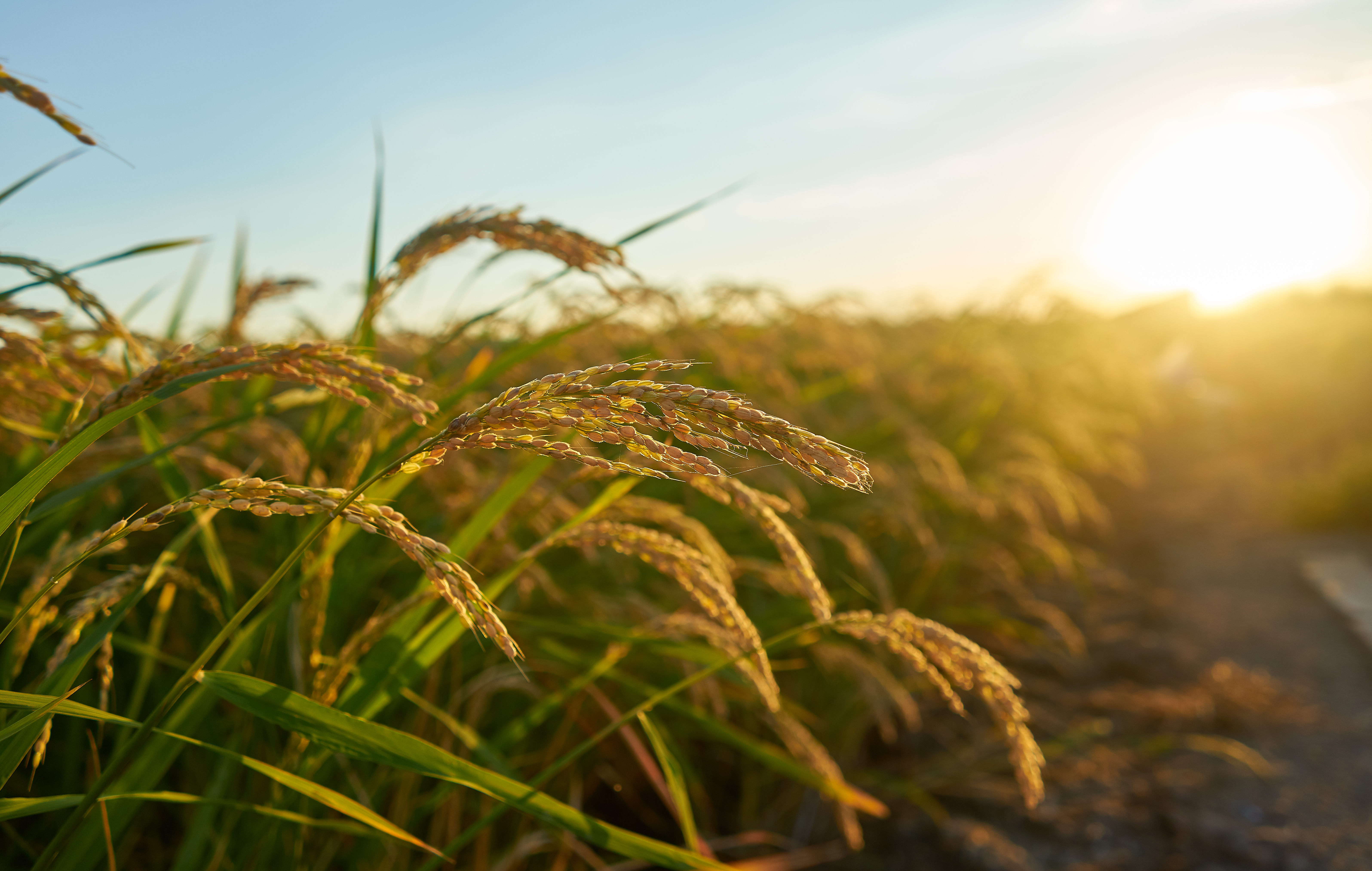 Eventos climáticos afetam a produção de arroz
