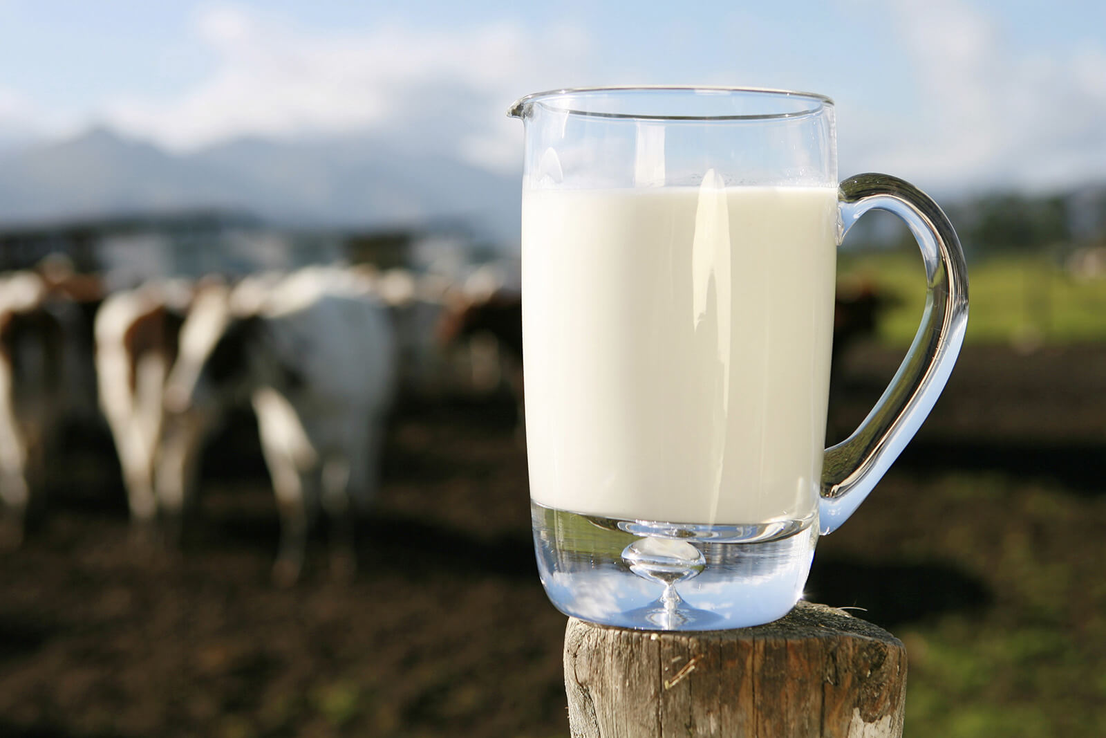 Produção de leite tem aumento 1,3% Embrapa