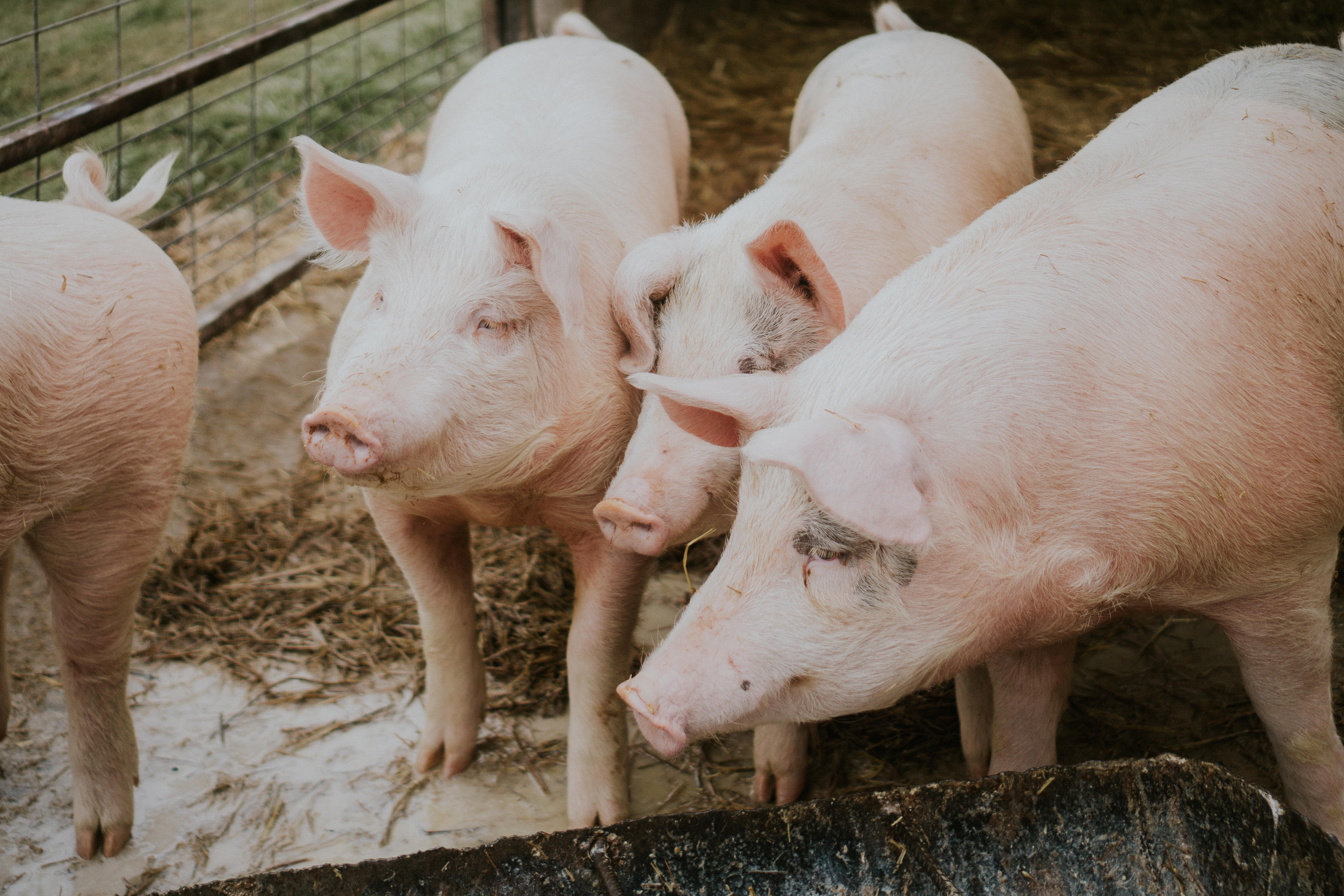 Mercado de suínos vivos  tem variações no início de Março