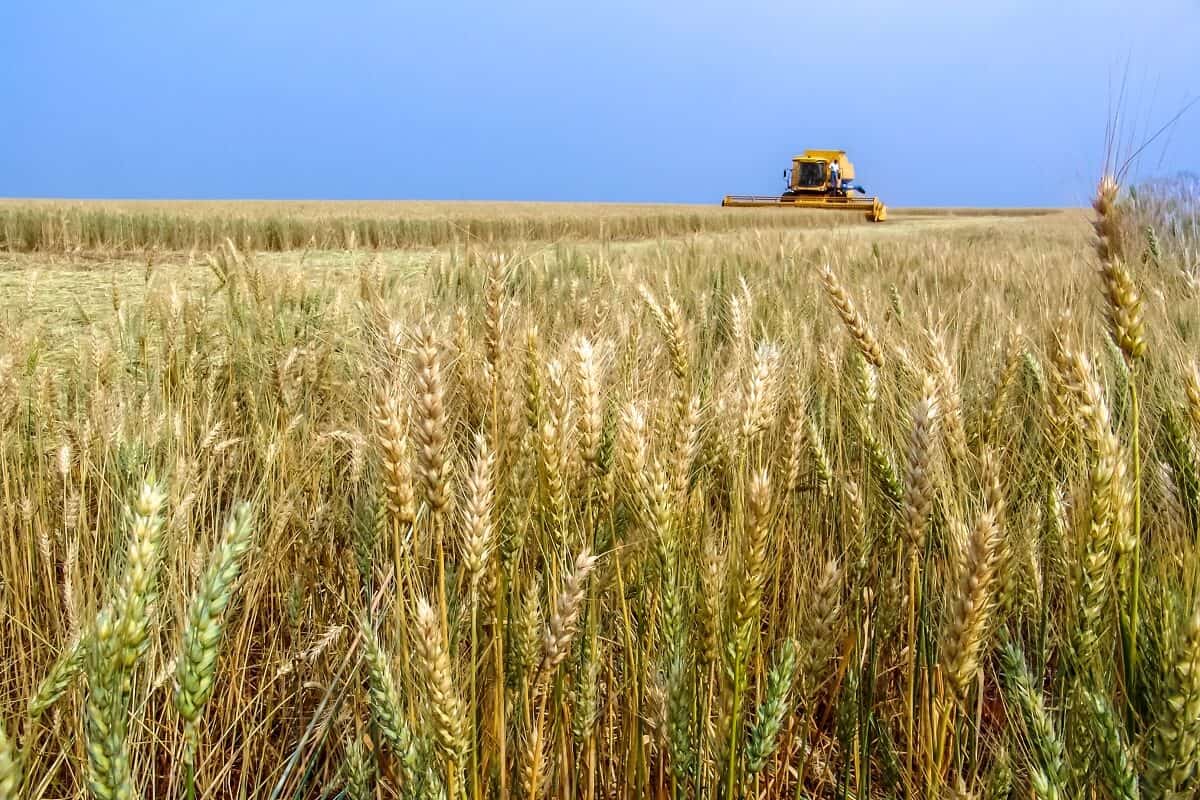 Plantio do trigo chega a 96% no Paraná e produção projetada é 5% maior em relação à ultima safra