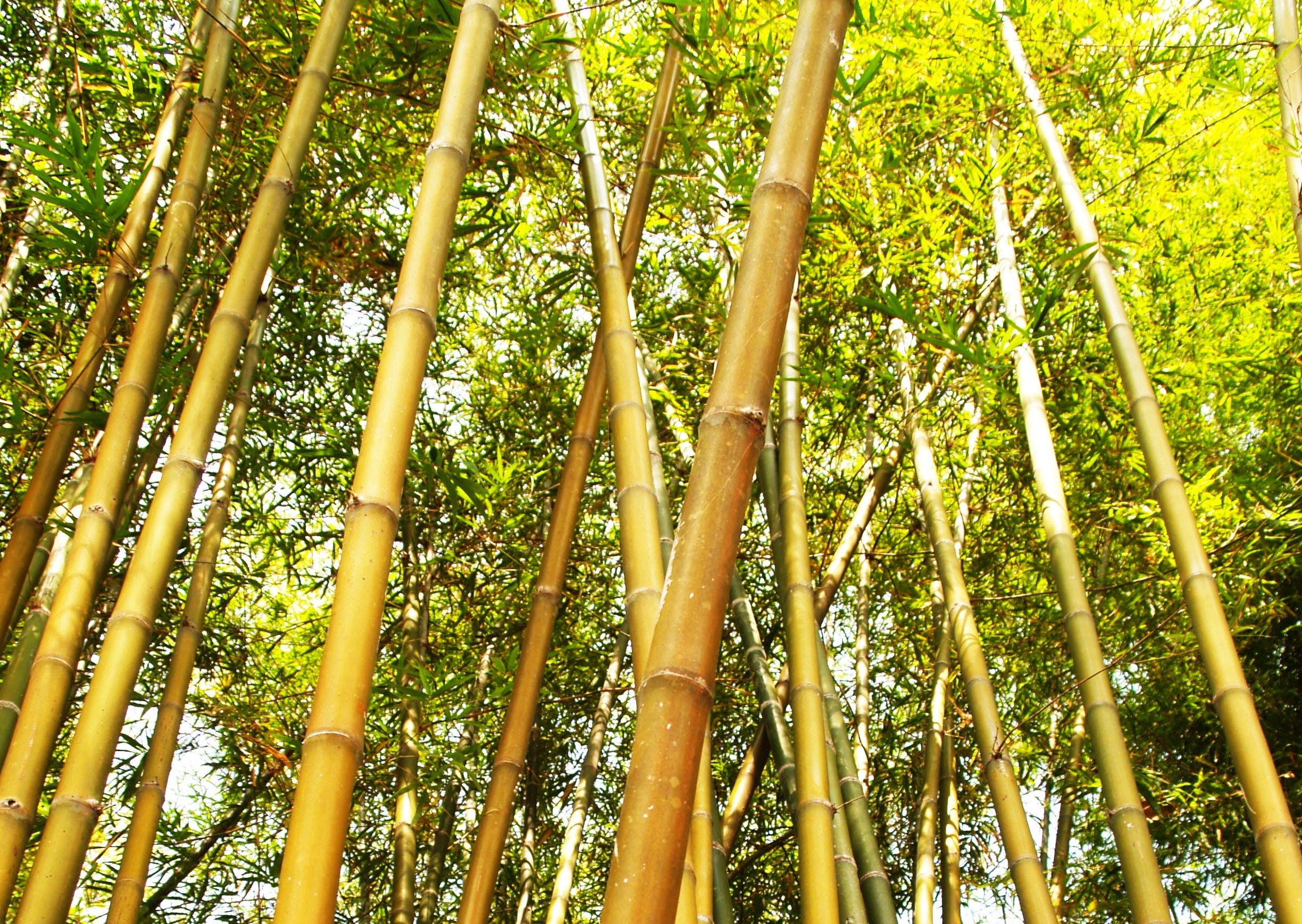 Estudo impulsiona a produção do bambu