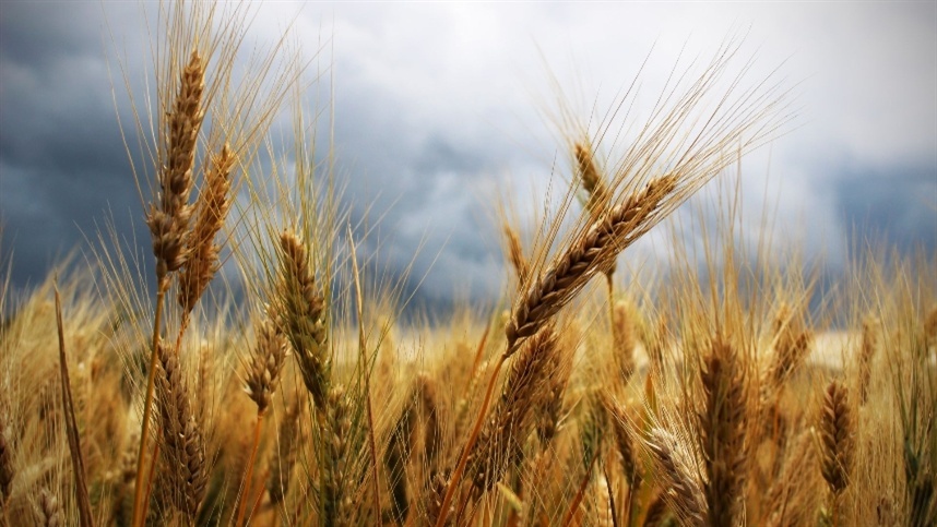 Atualização do mercado de trigo: Estabilidade com leve tendência de baixa