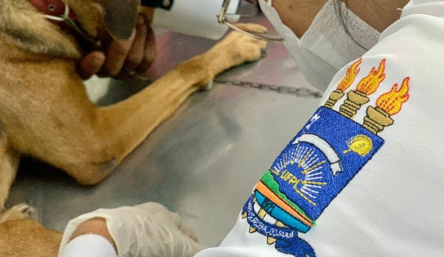 UFPI abre inscrições para aprimoramento profissional em medicina veterinária com bolsas de estudo de R$ 1,7 mil