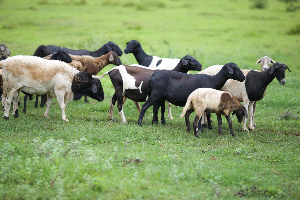 Panorama atual da pecuária ovina no Rio Grande do Sul