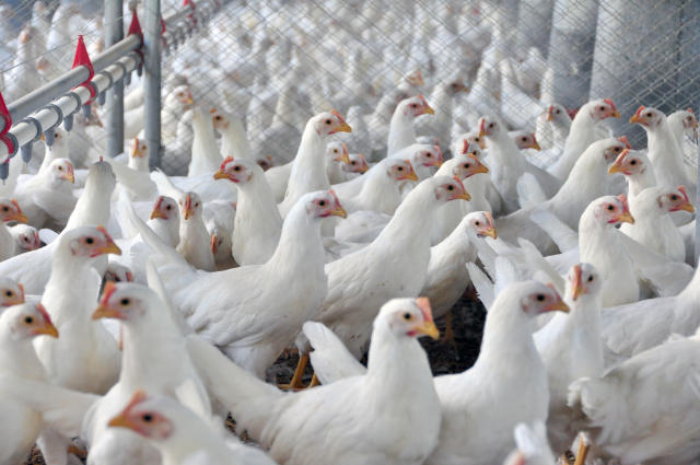 Exportações de carne de frango batem recorde
