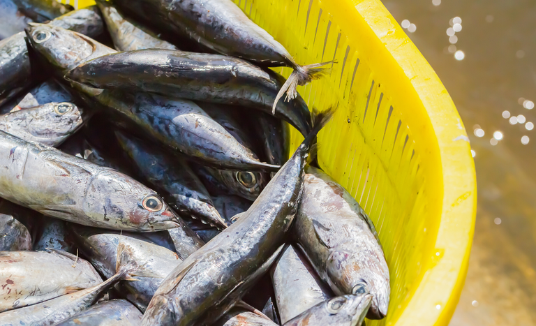 Brasil conquista aprovação para exportação de pescados para a África do Sul