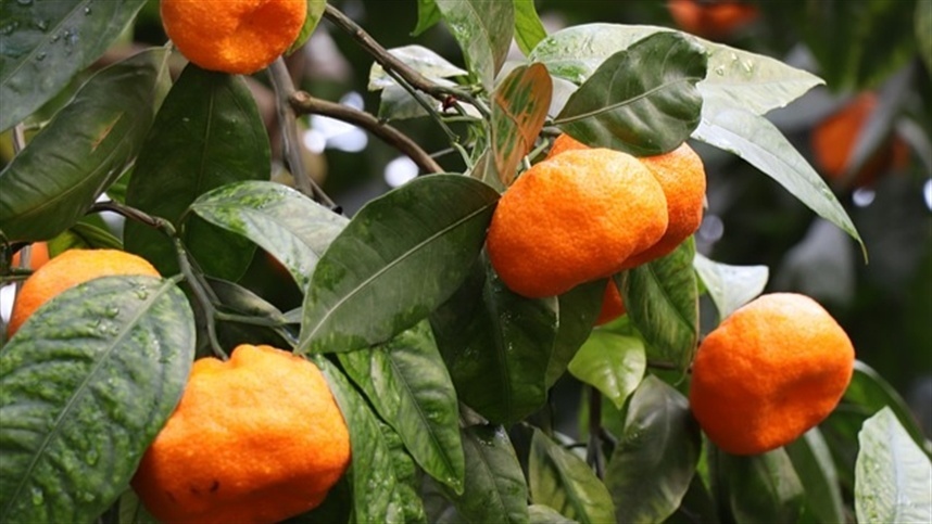 Produtores de bergamota estão otimistas apesar dos desafios