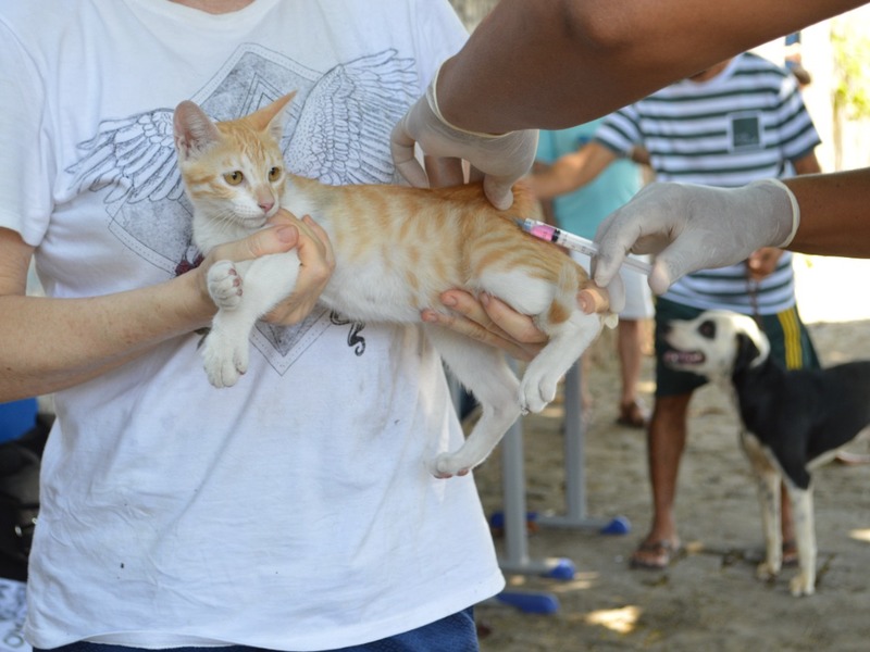 Mais de 155 mil animais foram vacinados na campanha contra a raiva