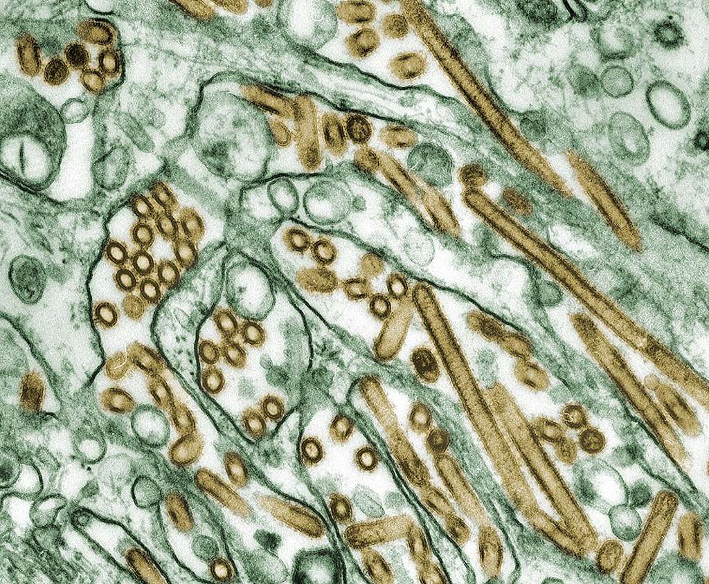 Novo caso de gripe aviária de alta patogenicidade é confirmado no litoral do RJ