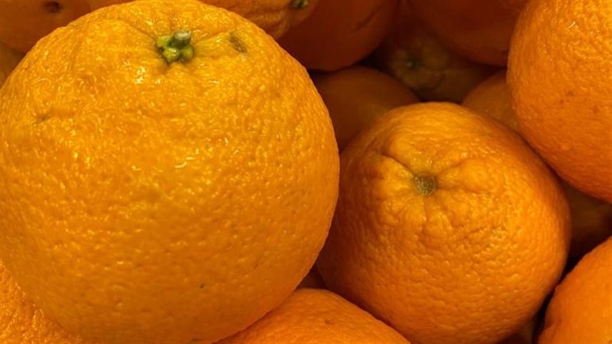 Desafios climáticos podem reduzir 30% da produção de laranja na região sul do Brasil
