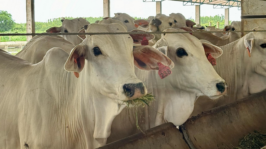 Abate bovino na Bahia atinge números recordes em 2023