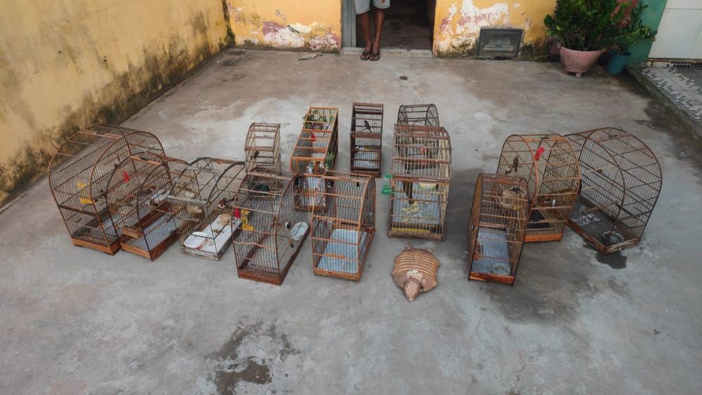 Batalhão Ambiental resgata mais de 60 aves silvestres em municípios do Piauí