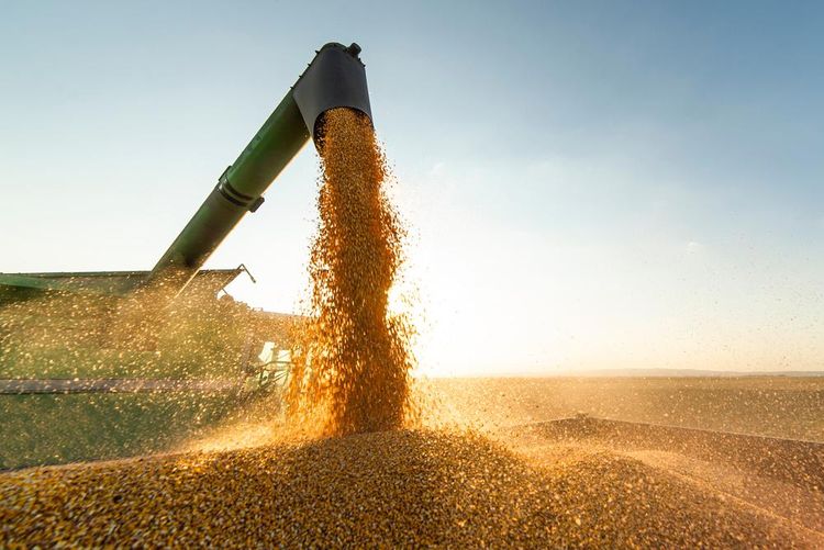 Soja e milho sobem em Chicago diante de incerteza climática e safra nos EUA
