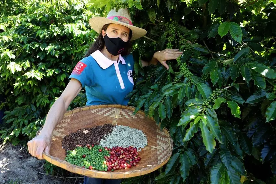 Cresce presença feminina na Indústria do Café no Brasil