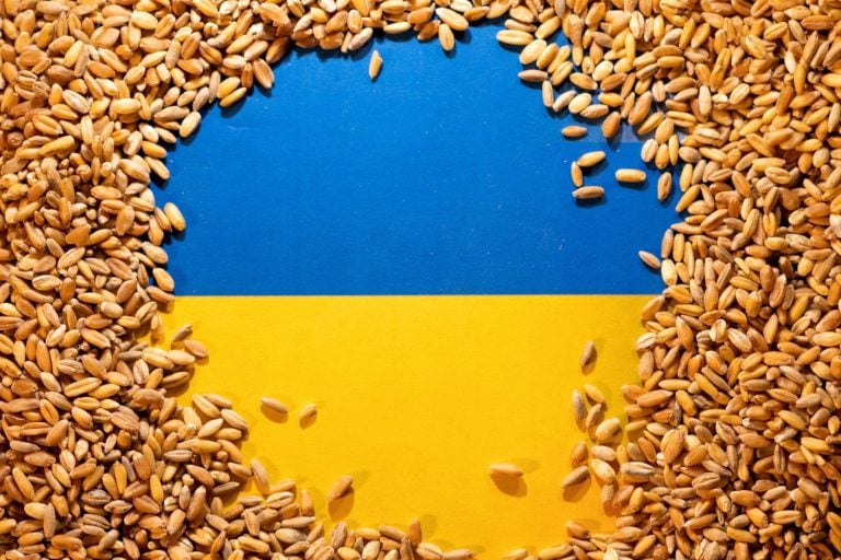 Previsões para a safra de grãos na Ucrânia em 2024