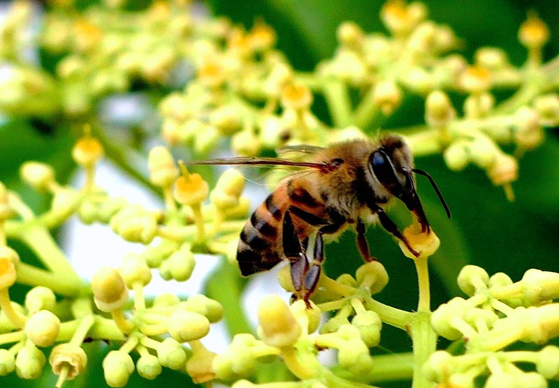 Integração entre soja e abelhas aumenta produtividade do grão em até 25% e melhora o mel