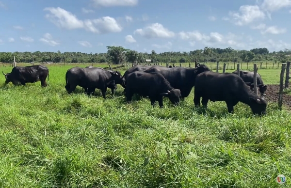 Búfalos se destacam como uma alternativa promissora na pecuária do Piauí