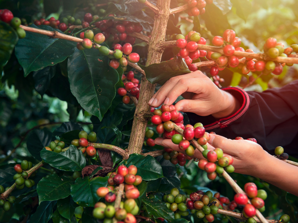 Colheita de café 2024/25 do Brasil alcança 21%, diz Safras & Mercado