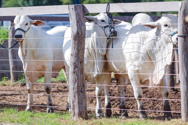 Piauí poderá obter autorização para exportação de carne já em 2025