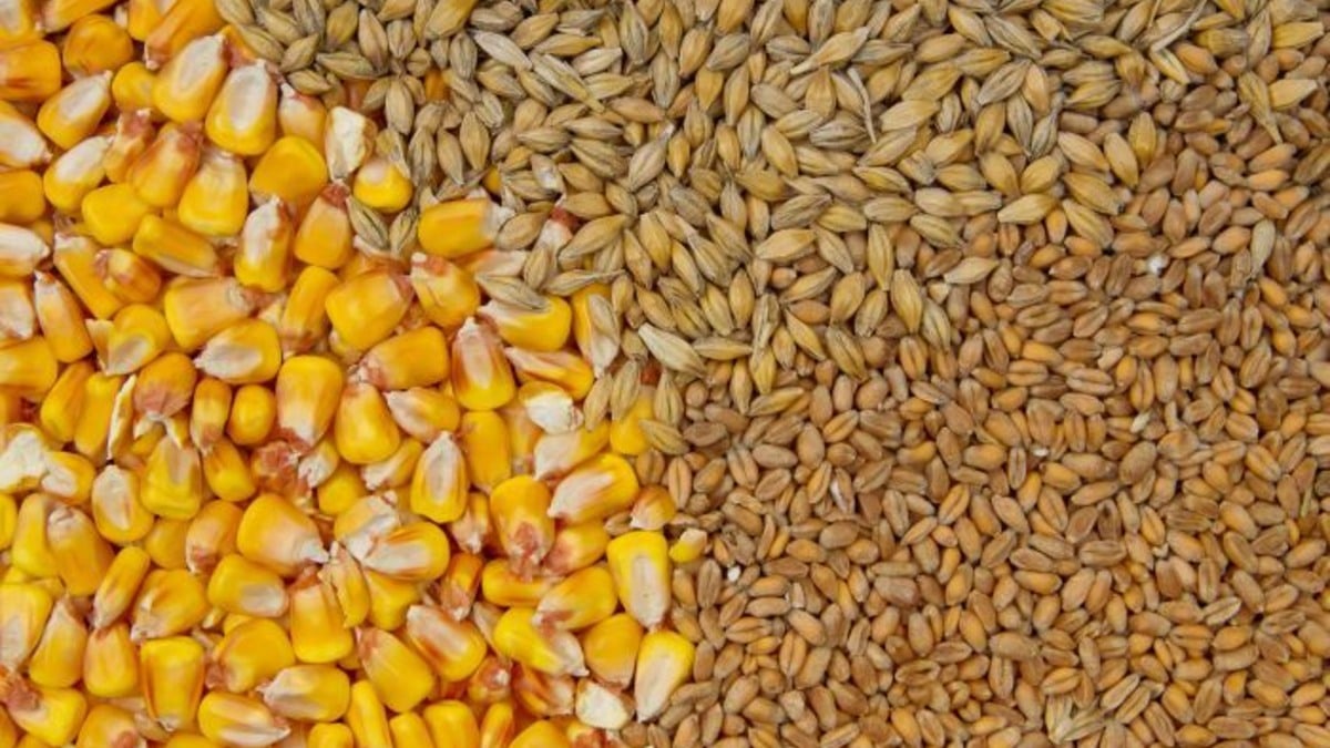 Preços de soja, milho e trigo caíram no primeiro semestre; entenda
