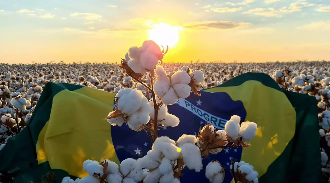 Brasil pode superar EUA na exportação de algodão