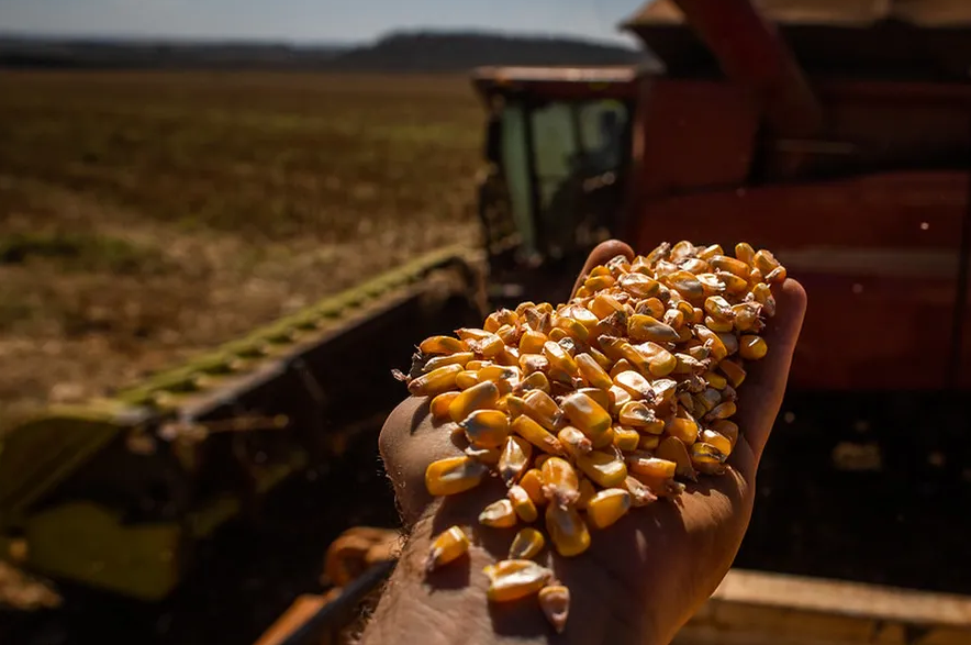 Projeção para safra de milho em Mato Grosso é ampliada em 800 mil toneladas