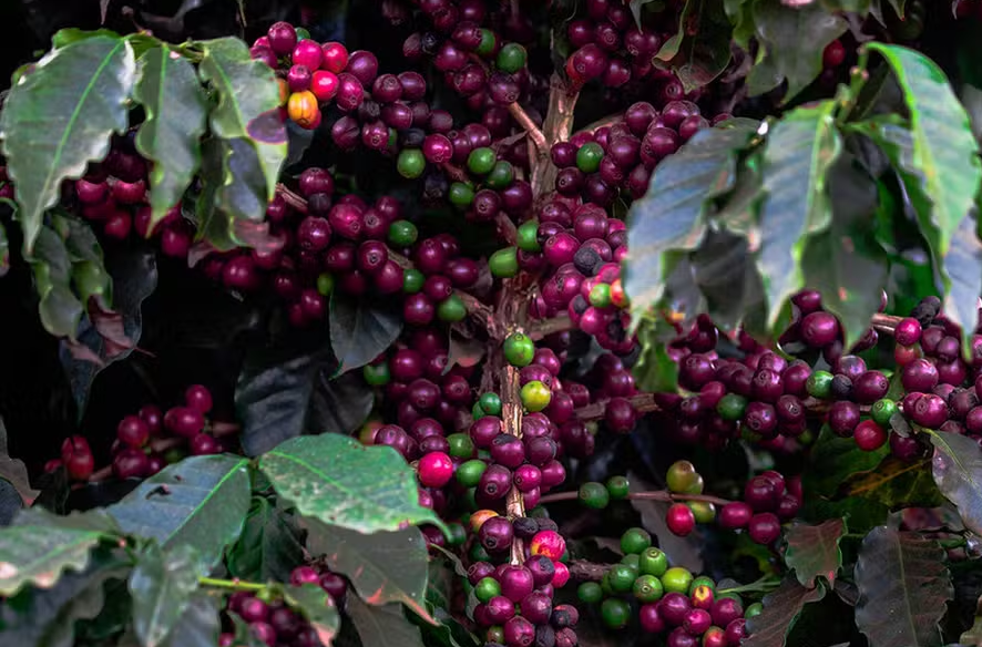 Safra brasileira de café será de 69,9 milhões de sacas, diz USDA