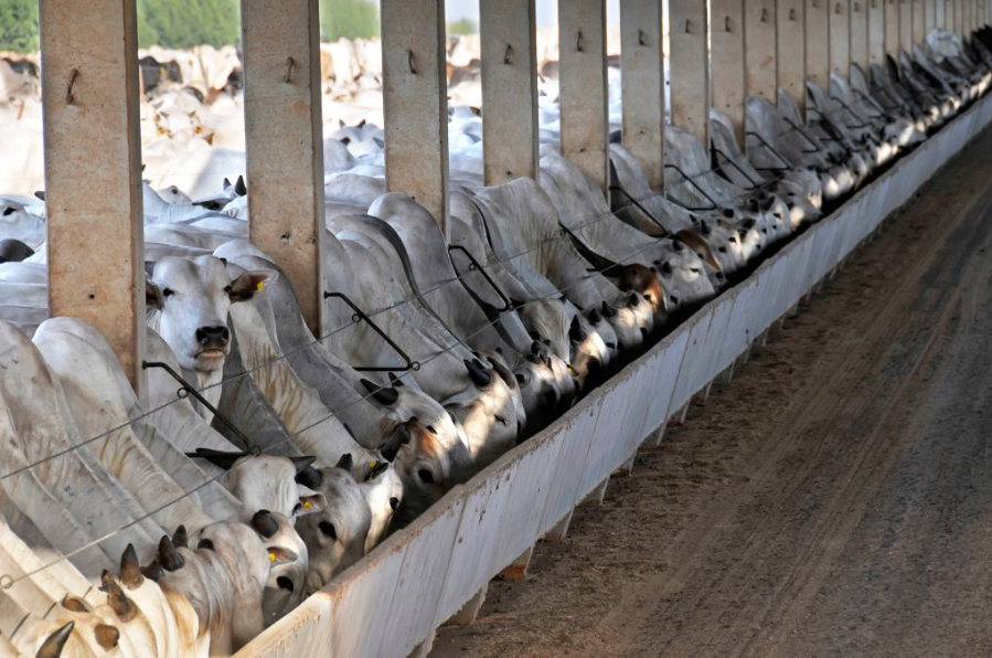 Confinamento de gado no Brasil deve crescer 2,5% em 2024