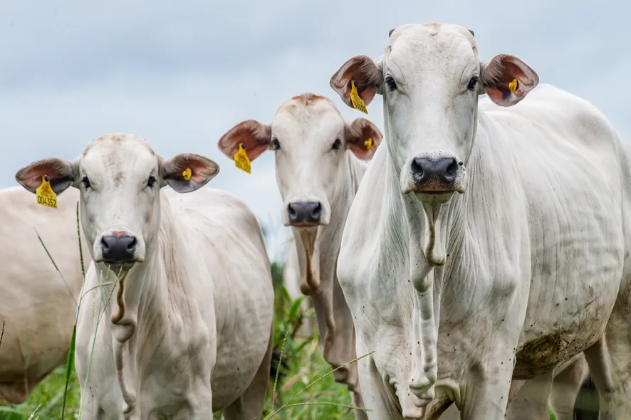 Abate de bovinos no Brasil é recorde no primeiro trimestre de 2024