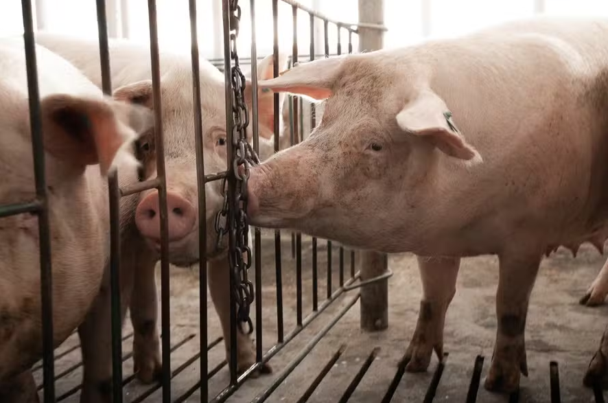 Carne suína inicia junho com recuperação de preços